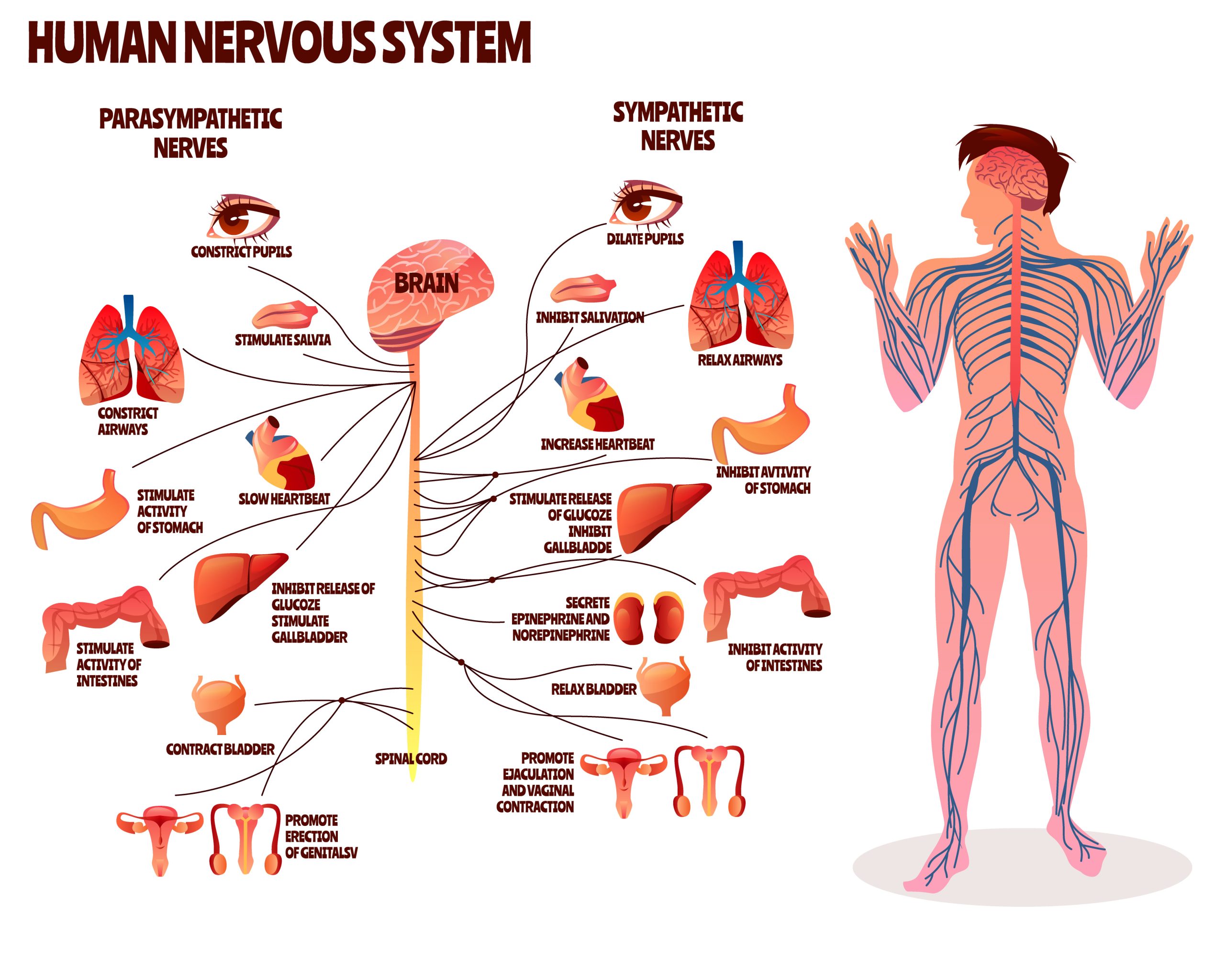 Human nervous system vector illustration Vitamina C din alimente, surse sănătoase - Curs Online de Nutritie Healthy Body