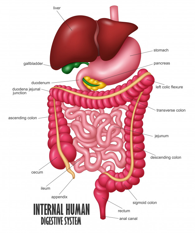 part-internal-human-digestive-system-illustration_48799-310 Vitamina C din alimente, surse sănătoase - Curs Online de Nutritie Healthy Body